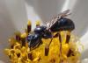 Ceratina chalybea